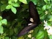 papillons au Cambodge