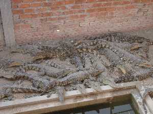élevage familiale de crocodiles