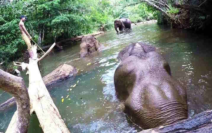 Mondulkiri, le sanctuaire des éléphants. Les ONG se mobilisent