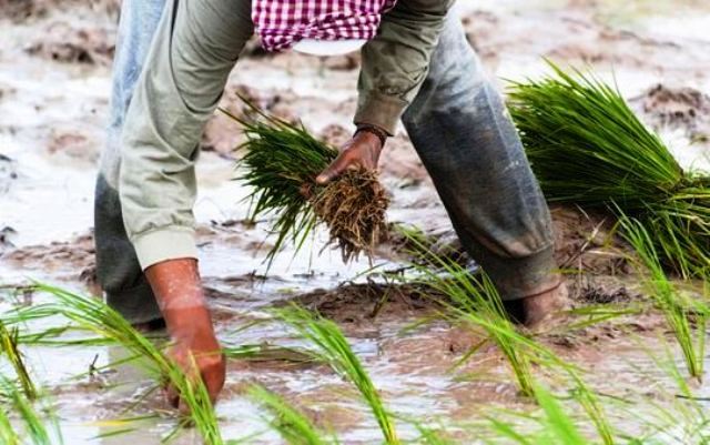 Le riz, production et exportation du riz cambodgien