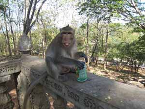 Phnom Pro, une colonie de singes.