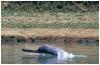 les dauphins de l'Irawady